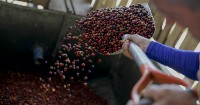 Costa Rican top coffee now internationally protected 
