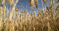 Argentina, a step closer to being the first country to approve a GMO wheat